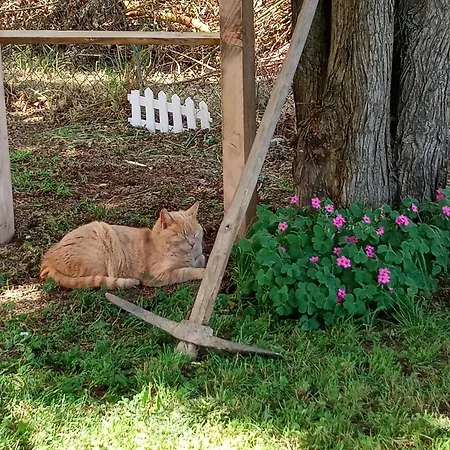 Art Gli Aironi Oda ve Kahvaltı