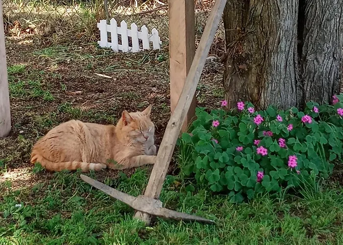 Art Gli Aironi Bed & Breakfast