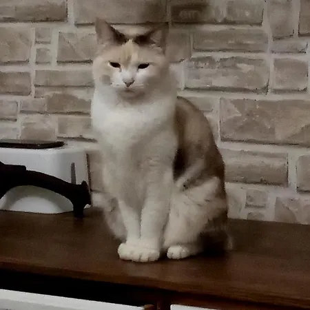 Bed & Breakfast Art Gli Aironi Pomposa