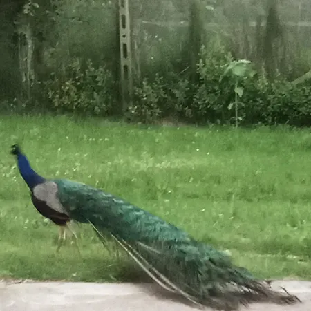 Bed & Breakfast Art Gli Aironi