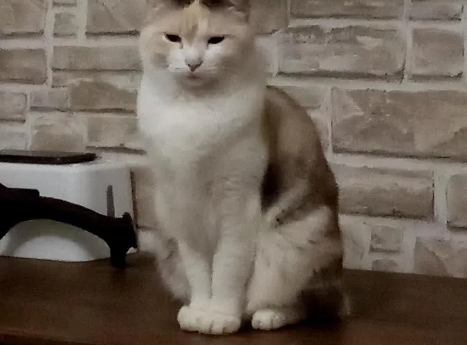 Frühstückspension Art Gli Aironi Pomposa