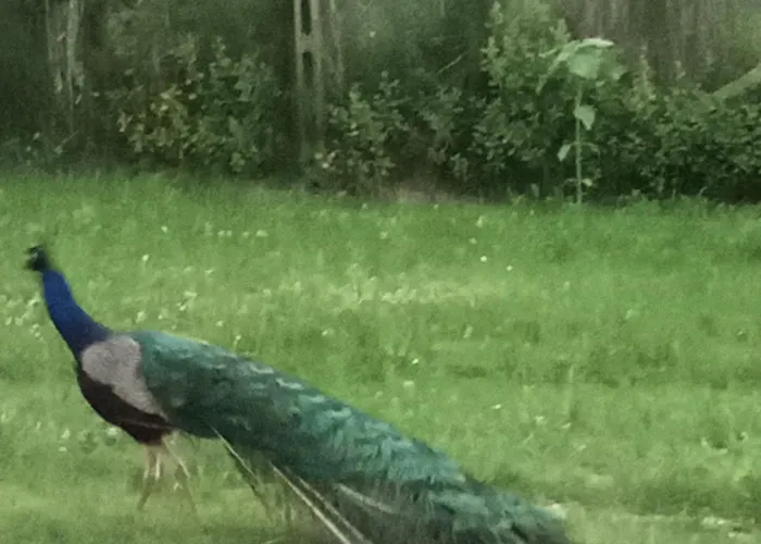 ベッド・アンド・ブレックファスト Art Gli Aironi